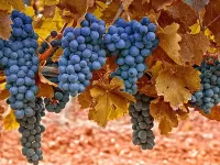 Zagadka Blue grape