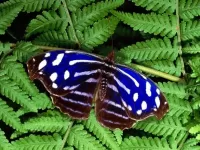 Quebra-cabeça blue butterfly