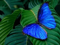 Пазл Синяя бабочка