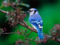 パズル Blue bird
