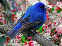 Пазл синяя птица