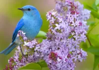 Rompicapo Blue bird