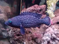 Zagadka blue fish akvamir