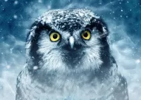 Slagalica Blue owl