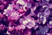 Quebra-cabeça Lilac