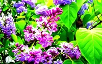 パズル Lilac