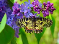 Jigsaw Puzzle Lilac and butterfly