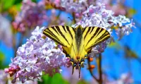 Jigsaw Puzzle Lilacs and swallowtail