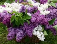 Jigsaw Puzzle Lilac in a basket
