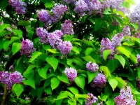 Jigsaw Puzzle Lilac spring