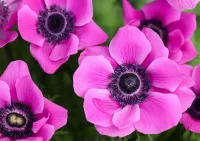 Jigsaw Puzzle Lilac anemones