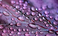 Slagalica Lilac drops