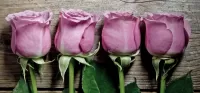 Quebra-cabeça Lilac roses