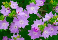 パズル Purple flowers