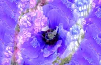Zagadka Lilac flowers