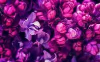 Слагалица Lilac flowers