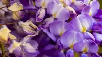 Rompicapo Lilac flowers