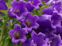 Jigsaw Puzzle Lilac flowers