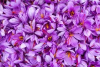 Bulmaca Lilac flowers
