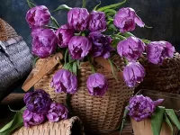 Пазл Сиреневые тюльпаны