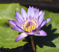 Jigsaw Puzzle Purple Lotus