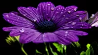 Jigsaw Puzzle Lilac flower