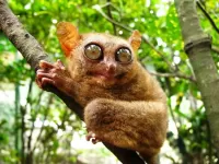 Quebra-cabeça Philippine tarsier