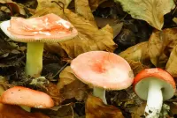 Rätsel Russula and leaves