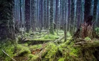 Quebra-cabeça Fairy forest