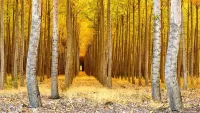 Rompecabezas Through the birch forest