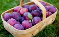 Puzzle Plums in the basket