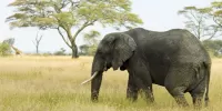 Slagalica Elephant