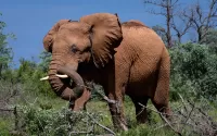 Rätsel Elephant