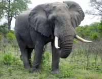 Quebra-cabeça Elephant