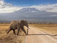 Zagadka Elephant in front of mountains