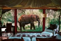 Zagadka Elephant outside the window