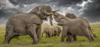 Rätsel Elephants