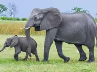 Rompecabezas Elephants