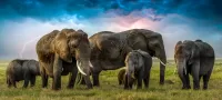 Jigsaw Puzzle Elephants and storm