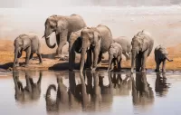Jigsaw Puzzle Elephants at the watering
