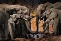 Zagadka Elephants at the watering
