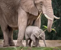 Puzzle The elephant and the baby elephant