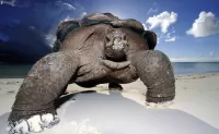 Пазл Слоновая черепаха