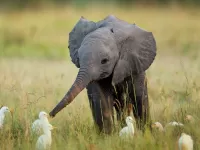 Слагалица Little elefant