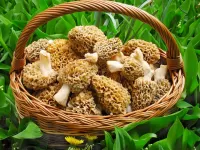 Jigsaw Puzzle Morels in a basket
