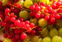 Jigsaw Puzzle Currant and gooseberry
