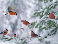 Puzzle Bullfinches and snowman