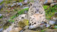 Puzzle Snow Leopard