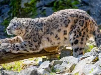 Rätsel Snow Leopard