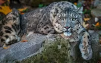 Rompicapo Snow leopard